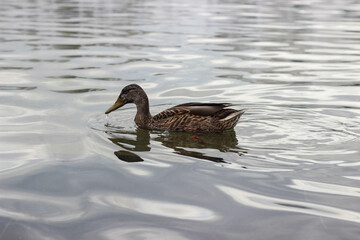 a duck swims in a lake, a fountain, a pond - on a cloudy day in spring, summer, autumn