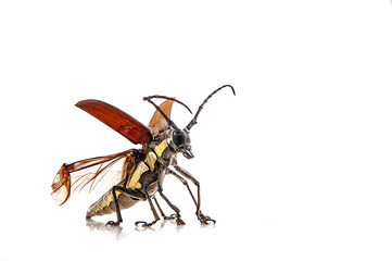 Tree borer (Batocera rufomaculata) isolated on a white background