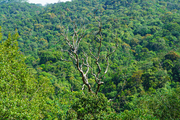 Dry tree trunk among green trees in the mountains