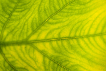 Extreme close-up of fresh green leaf as background.