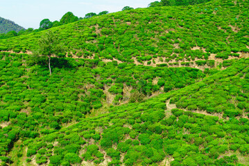 Tea bushes grow on the slopes of the hills