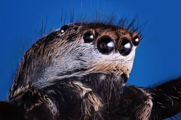 Detail of the head of a jumping spider. Salticidae very close up.