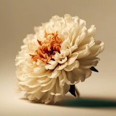 Peaceful Beige Flower Blossom on Cream Background - generative AI
