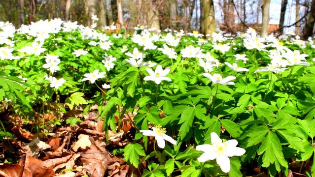 Anemone in springtime in a forest in Germany, flower carpet with camera drive