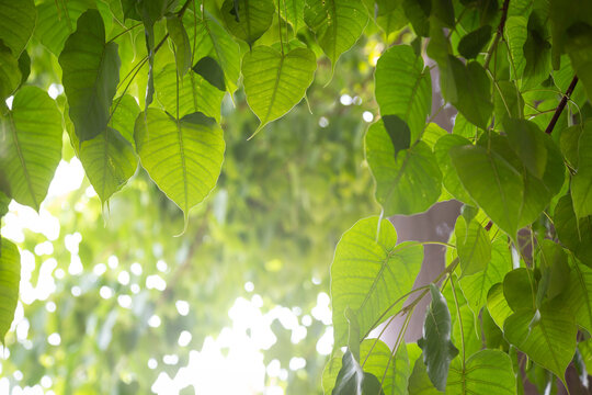 The green Bodhi leaves in the backlit angle show the pattern of the leaf veins. Gives a shady and peaceful feeling The Bodhi tree is an important tree in Buddhism.