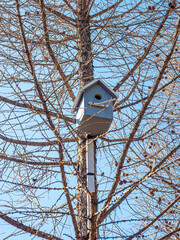 Birdhouse gray-white on larch against a background of blue sky