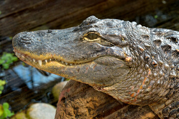 Closeup of a American alligator (Alligator mississippiensis) showing his teeth 