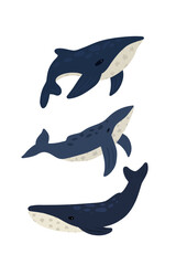 Set of hand drawn whales different shapes © DigitalartDaria