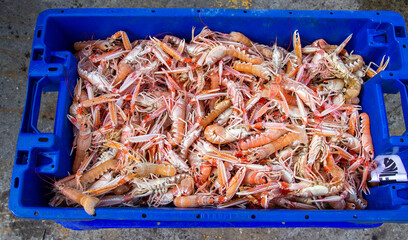 Fish box of freshly caught Langoustines.