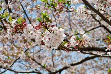 駿府城公園の葉桜