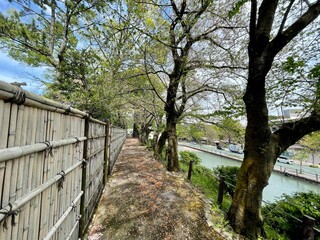 駿府城公園、葉桜