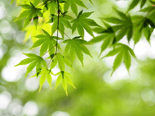 Fototapeta na wymiar 新緑のもみじ, Fresh Green Maple