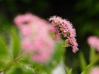 シモツケの花, Japanese spiraea