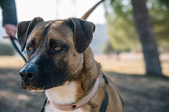 Serious Boxador in collar looking away on street