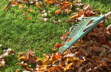 Autumn Yellow Leaves Cleaning Service. Rake with Fallen Leaves in Autumn. Ecology concept. Seasonal Gardening.