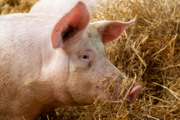 Artgerechte Schweinehaltung mit Haltung in stabilen Stallgruppen, Tageslichteinfall, Stroh,...