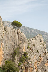 Pine Tree in Aixorta Mountain Range; Guadalest; Alicante; Spain