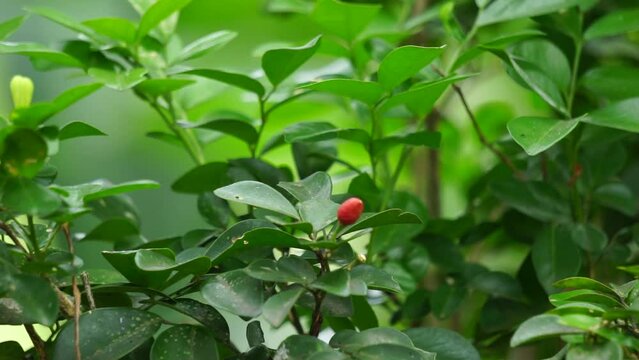 Streblus Asper (Also called Siamese Rough Bush, Sandpaper Tree, Tootbrush Tree, serut) in the garden. It has been used as an oral hygiene product and is also known as the toothbrush tree