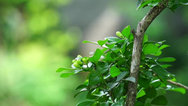 Streblus Asper (Also called Siamese Rough Bush, Sandpaper Tree, Tootbrush Tree, serut) in the garden. It has been used as an oral hygiene product and is also known as the toothbrush tree