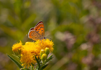 orange little butterfly on yellow flower, Lesser Fiery Copper, Lycaena thersamon