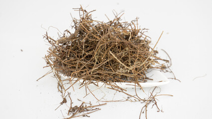 Obraz premium Dried Skunk vine/Ayurvedic Plants isolated on white background. Muthiyar Koonthal.