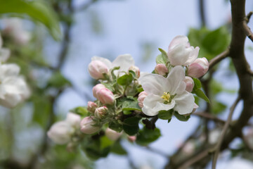 Obraz premium Branch of an apple tree in blossom