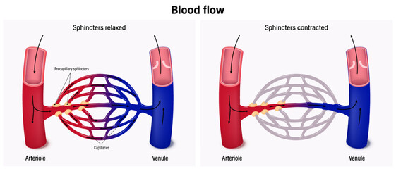 The flow of blood between arterioles and venules. Blood flow in capillary beds.