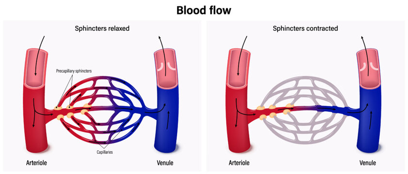 The flow of blood between arterioles and venules. Blood flow in capillary beds.
