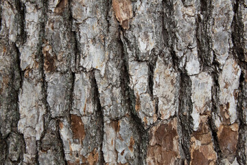 Obraz premium Tree bark texture pattern, old maple wood trunk as background. Dry tree bark texture and background, nature concept.Ginkgo, cherry and zelkova tree trunks.Bark covered with green moss. Stone wall.