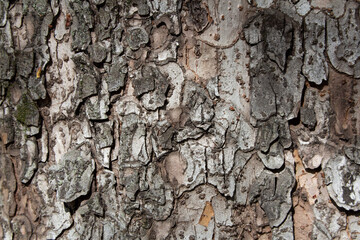 Tree bark texture pattern, old maple wood trunk as background. Dry tree bark texture and background, nature concept.Ginkgo, cherry and zelkova tree trunks.Bark covered with green moss. Stone wall.