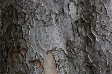 Tree bark texture pattern, old maple wood trunk as background. Dry tree bark texture and background, nature concept.Ginkgo, cherry and zelkova tree trunks.Bark covered with green moss. Stone wall.