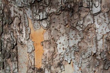 Tree bark texture pattern, old maple wood trunk as background. Dry tree bark texture and background, nature concept.Ginkgo, cherry and zelkova tree trunks.Bark covered with green moss. Stone wall.