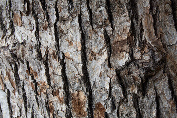 Obraz premium Tree bark texture pattern, old maple wood trunk as background. Dry tree bark texture and background, nature concept.Ginkgo, cherry and zelkova tree trunks.Bark covered with green moss. Stone wall.
