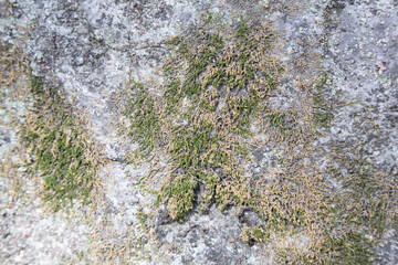 Tree bark texture pattern, old maple wood trunk as background. Dry tree bark texture and background, nature concept.Ginkgo, cherry and zelkova tree trunks.Bark covered with green moss. Stone wall.