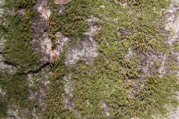 Tree bark texture pattern, old maple wood trunk as background. Dry tree bark texture and background, nature concept.Ginkgo, cherry and zelkova tree trunks.Bark covered with green moss. Stone wall.