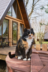 Cat sits on a barrel with A-frame wooden cabin on background