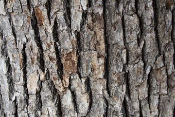 Fototapeta premium Tree bark texture pattern, old maple wood trunk as background. Dry tree bark texture and background, nature concept.Ginkgo, cherry and zelkova tree trunks.Bark covered with green moss. Stone wall.