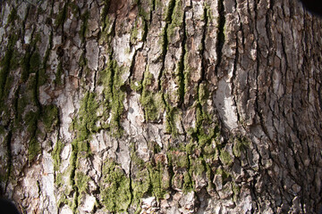 Tree bark texture pattern, old maple wood trunk as background. Dry tree bark texture and background, nature concept.Ginkgo, cherry and zelkova tree trunks.Bark covered with green moss. Stone wall.