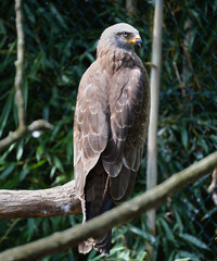 Greifvogel