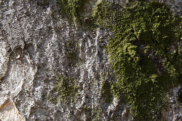 Tree bark texture pattern, old maple wood trunk as background. Dry tree bark texture and background, nature concept.Ginkgo, cherry and zelkova tree trunks.Bark covered with green moss. Stone wall.