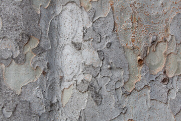 Tree bark texture pattern, old maple wood trunk as background. Dry tree bark texture and background, nature concept.Ginkgo, cherry and zelkova tree trunks.Bark covered with green moss. Stone wall.