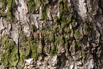 Tree bark texture pattern, old maple wood trunk as background. Dry tree bark texture and background, nature concept.Ginkgo, cherry and zelkova tree trunks.Bark covered with green moss. Stone wall.