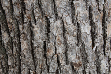 Tree bark texture pattern, old maple wood trunk as background. Dry tree bark texture and background, nature concept.Ginkgo, cherry and zelkova tree trunks.Bark covered with green moss. Stone wall.