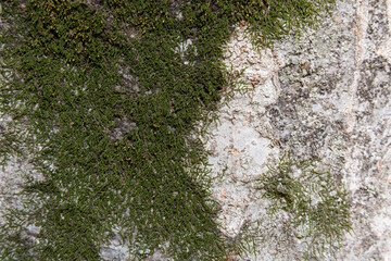 Tree bark texture pattern, old maple wood trunk as background. Dry tree bark texture and background, nature concept.Ginkgo, cherry and zelkova tree trunks.Bark covered with green moss. Stone wall.