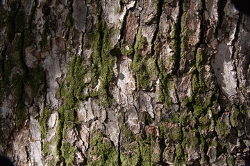 Obraz premium Tree bark texture pattern, old maple wood trunk as background. Dry tree bark texture and background, nature concept.Ginkgo, cherry and zelkova tree trunks.Bark covered with green moss. Stone wall.