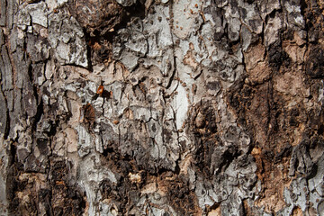 Tree bark texture pattern, old maple wood trunk as background. Dry tree bark texture and background, nature concept.Ginkgo, cherry and zelkova tree trunks.Bark covered with green moss. Stone wall.