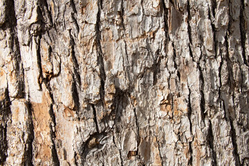 Tree bark texture pattern, old maple wood trunk as background. Dry tree bark texture and background, nature concept.Ginkgo, cherry and zelkova tree trunks.Bark covered with green moss. Stone wall.