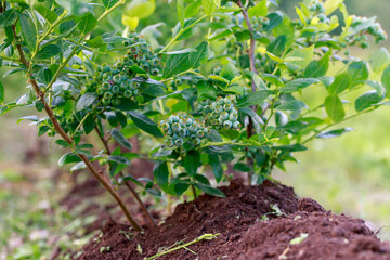 Green berries blueberries