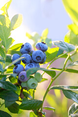 Bush with ripe blueberries
