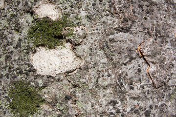 Tree bark texture pattern, old maple wood trunk as background. Dry tree bark texture and background, nature concept.Ginkgo, cherry and zelkova tree trunks.Bark covered with green moss. Stone wall.